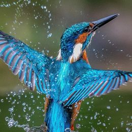 Conférence Les oiseaux nous inspirent