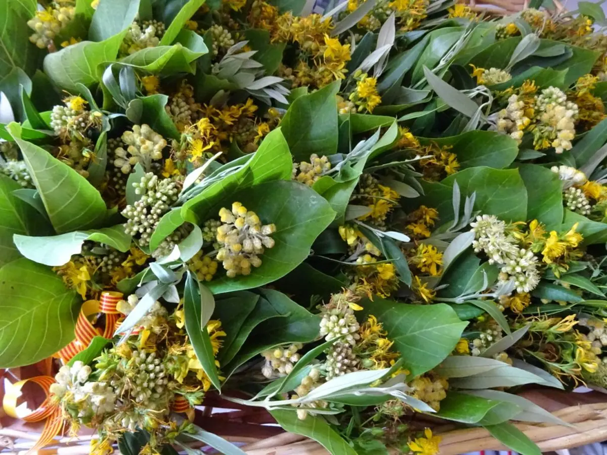 Conférence Les Plantes Sauvages Dans La Tradition Catalane