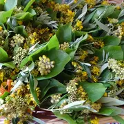 Conférence Les Plantes Sauvages Dans La Tradition Catalane
