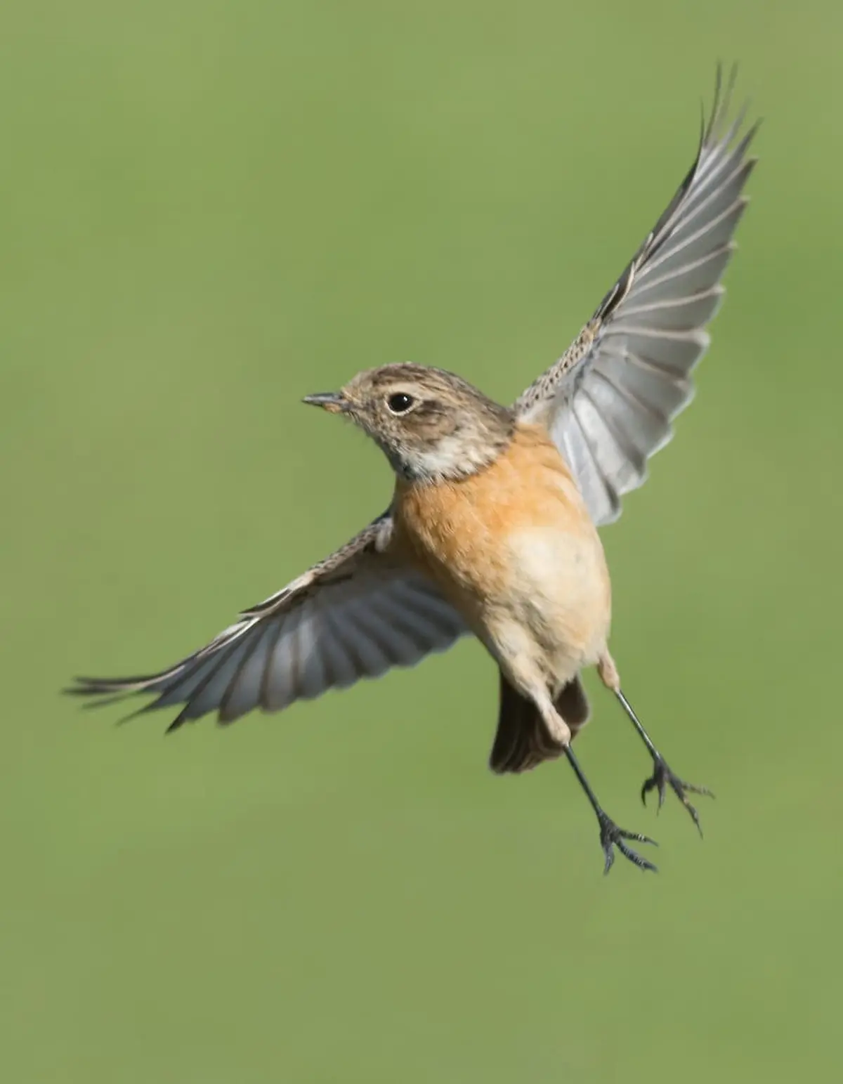 Conférence Les Pouvoirs Extraordinaires des Oiseaux
