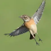 Conférence Les Pouvoirs Extraordinaires des Oiseaux