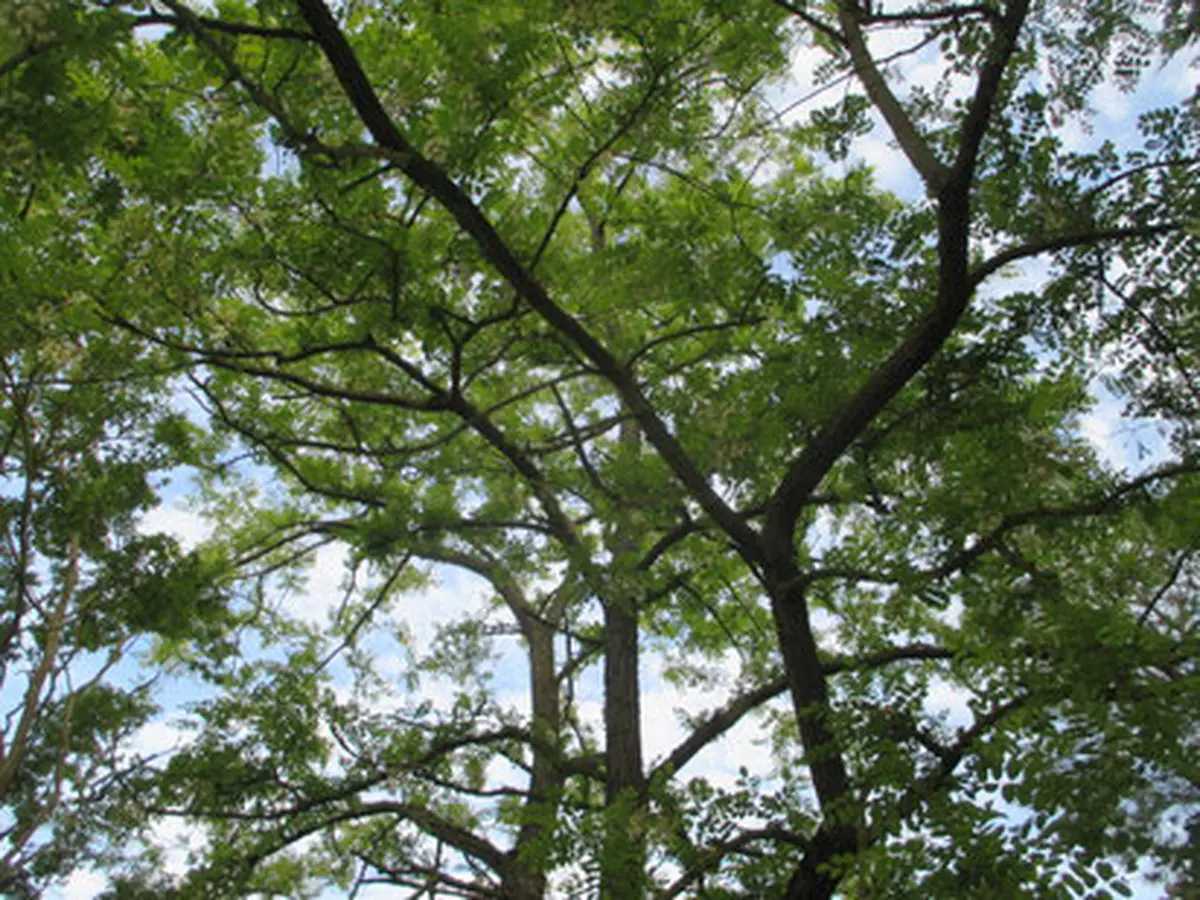 Conférence Mémoire Traumatique Et Ses Implications