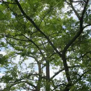 Conférence Mémoire Traumatique Et Ses Implications