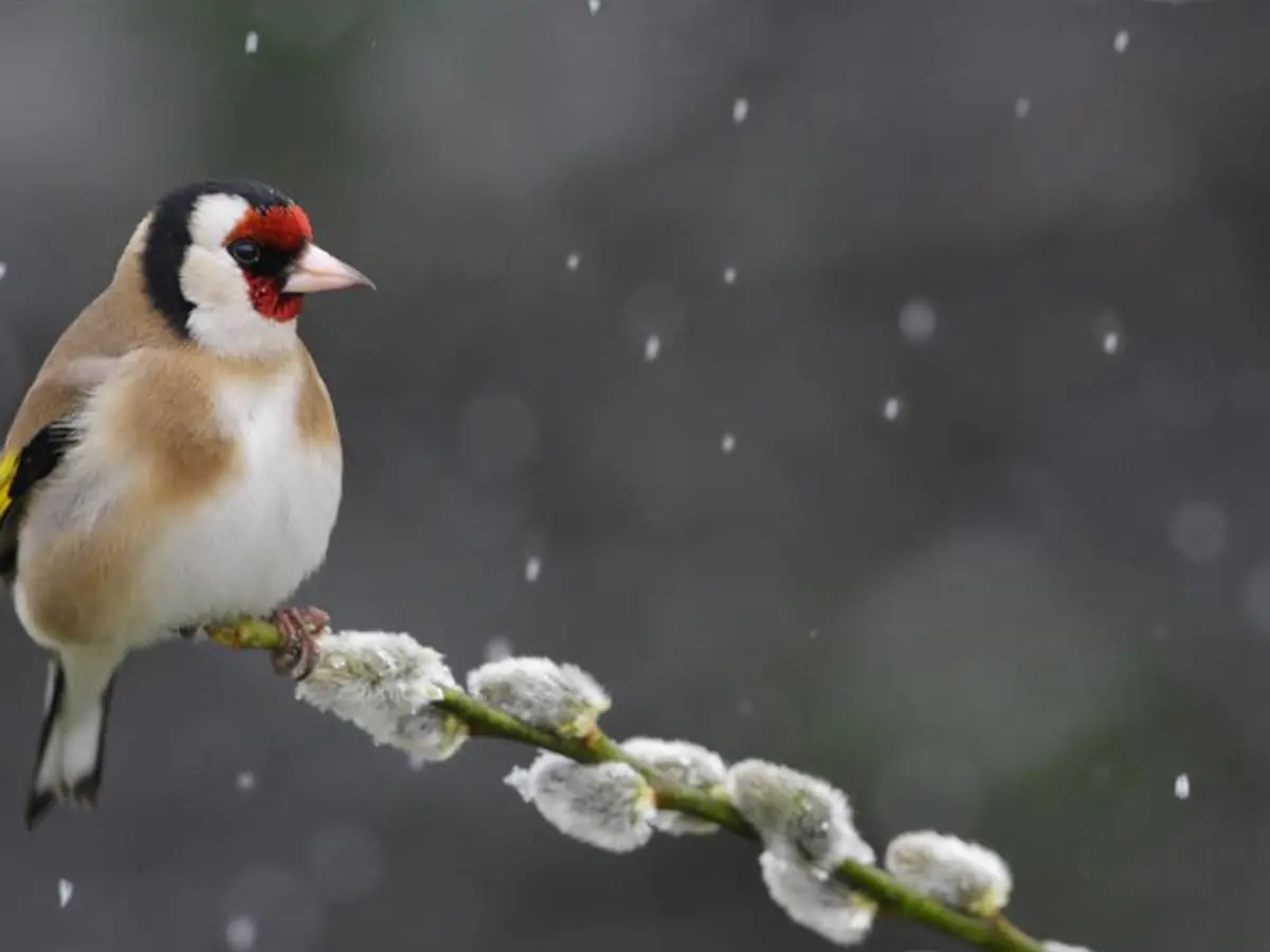 Conférence Oiseaux de nos jardins