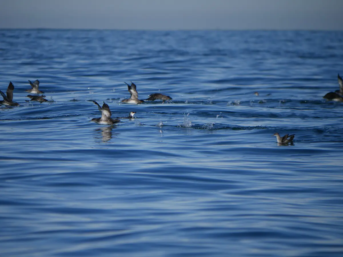 Conférence Oiseaux marins, cétacés et changements climatiques