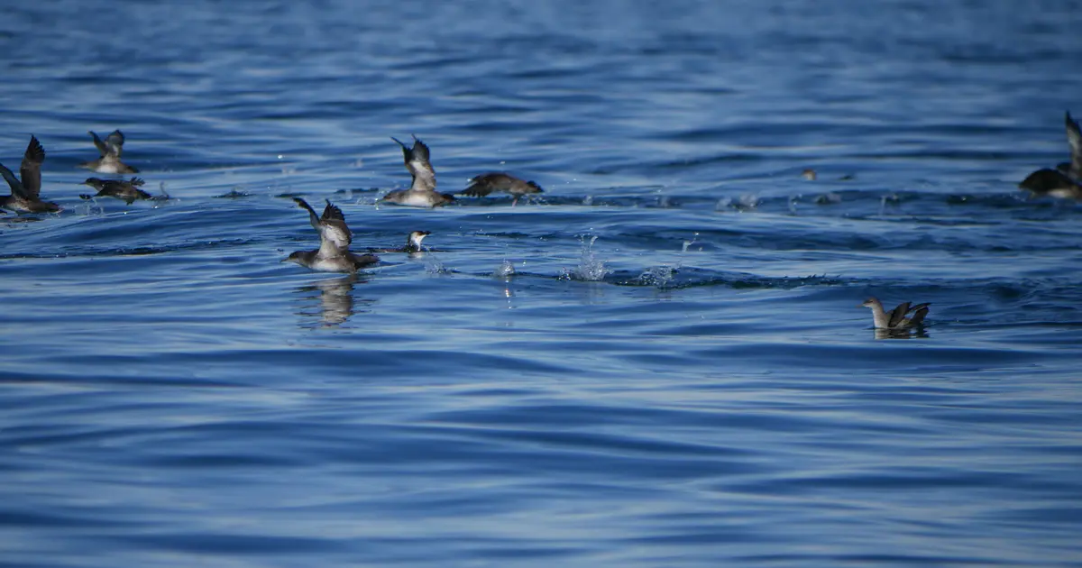 Conférence « Oiseaux marins, cétacés et changements climatiques », Conférences Anglet