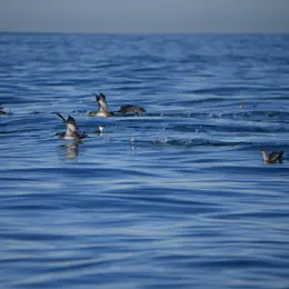 Conférence Oiseaux marins, cétacés et changements climatiques