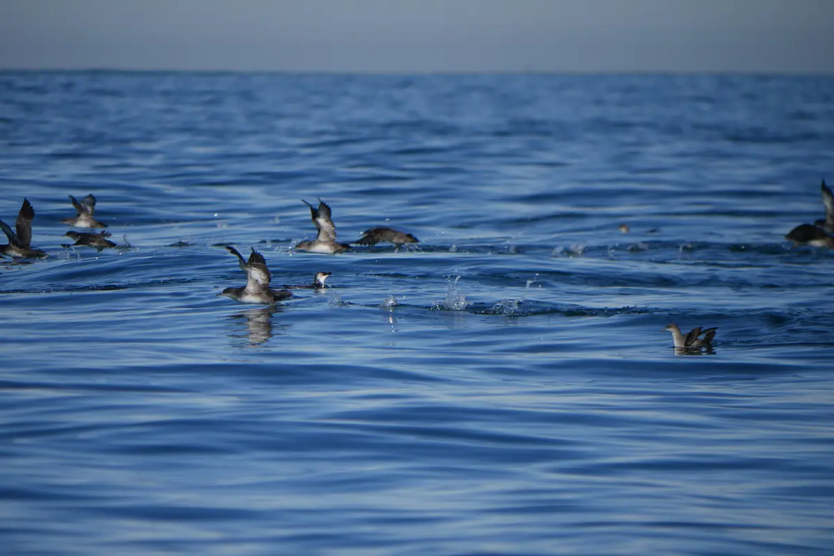 Conférence Oiseaux marins, cétacés et changements climatiques