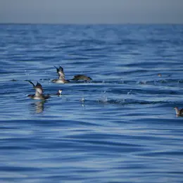 Conférence Oiseaux marins, cétacés et changements climatiques