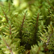 Conférence : Plongez dans le monde immense des minuscules mousses