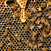 Conférence sur l\'apiculture