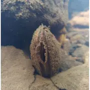 Conférence sur la Mulette perlière (moule d’eau douce)