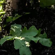 Conférence sur la pauvreté des sols et l'impact sur notre alimentation