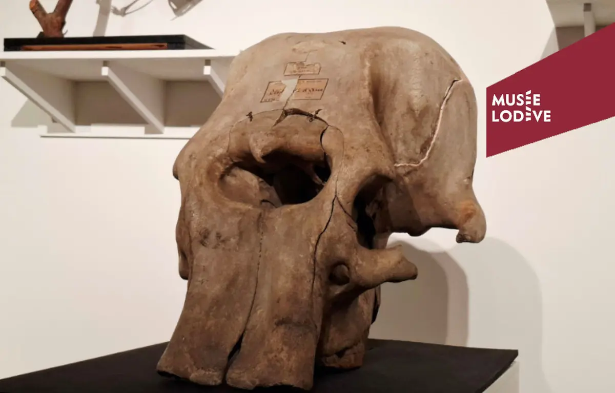 Conférence « sur La Piste Des éléphants à Travers Les âges Géologiques »