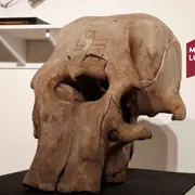 Conférence « sur La Piste Des éléphants à Travers Les âges Géologiques »