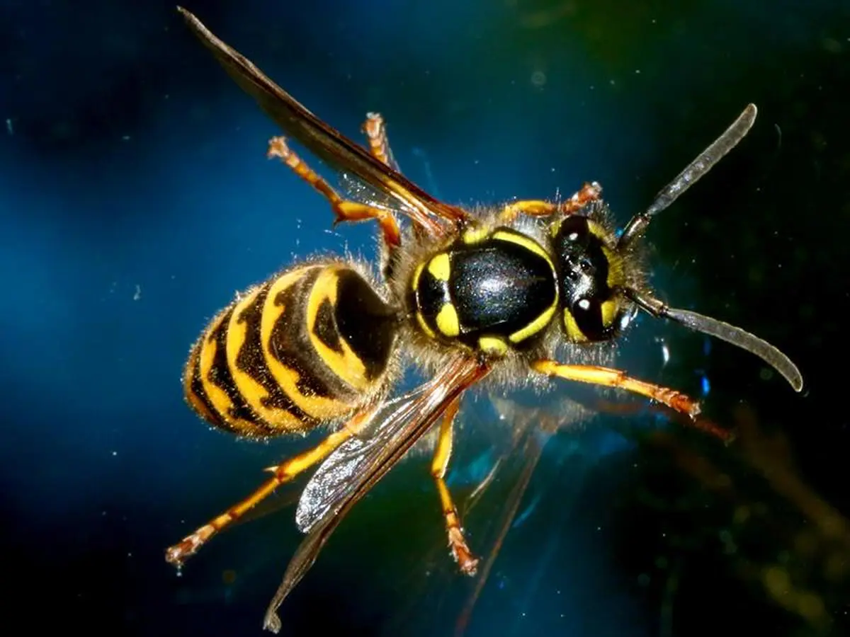 Conférence sur le frelon asiatique