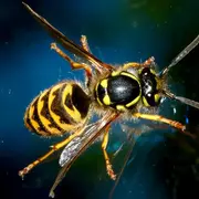 Conférence sur le frelon asiatique