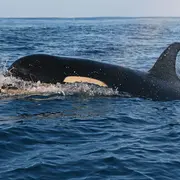 Conférence sur le Gouf et le fonctionnement de son écosystème