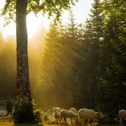 Conférence sur le pastoralisme