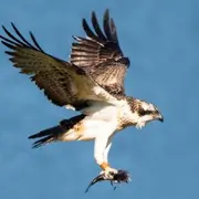 Conférence sur le programme de conservation du balbuzard pêcheur et actualités de l'espèce
