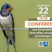 Conférence sur les hirondelles à Geodomia !