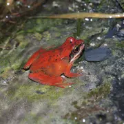 Conférence sur les mythes et légendes autour des amphibiens