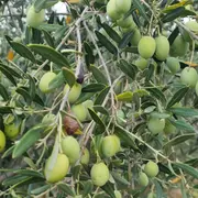 Conférence sur les ravageurs et les maladies de l’olivier