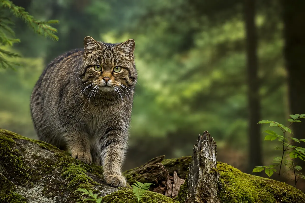 Conférence UPE : Le chat forestier