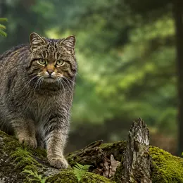 Conférence UPE : Le chat forestier