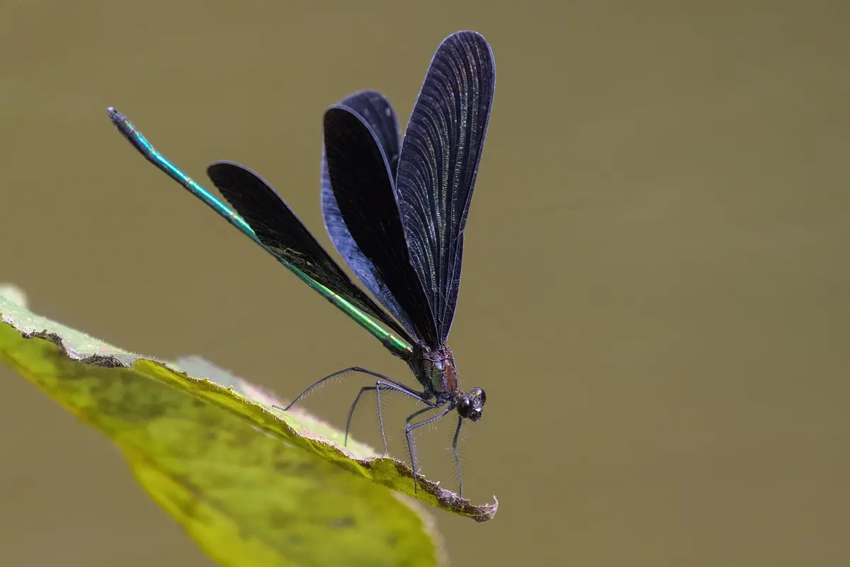 Conférence UPE : Les libellules du Limousin