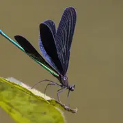 Conférence UPE : Les libellules du Limousin