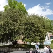 Conférence Véronique Mure, botaniste