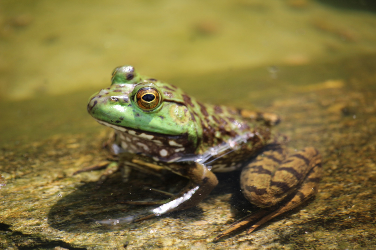 Conférence Zones humides et amphibiens