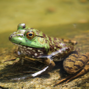 Conférence Zones humides et amphibiens