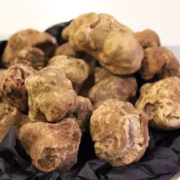 Connaissez-vous la truffe blanche ?