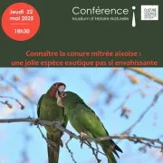 Connaître la conure mitrée aixoise: une jolie espèce exotique pas si envahissante