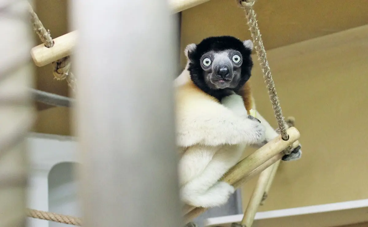 T'as d'beaux yeux, tu sais, Poppy...