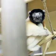 Connaître les animaux du Zoo de Mulhouse : Poppy, la maman propithèque idéale