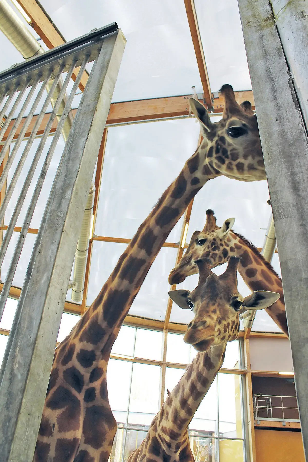 Les trois girafes font parfois des chorés dignes des boys band