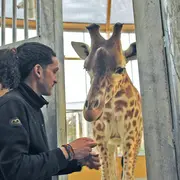Connaître les animaux du Zoo de Mulhouse : Tibiri, la girafe curieuse et futée !
