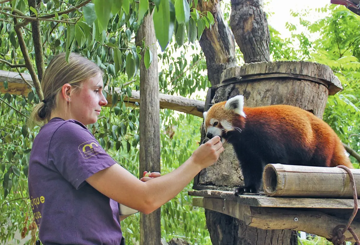 Du raisin : la friandise préférée des pandas roux