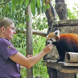 Connaître les animaux du zoo : l’adorable nonchalance des pandas roux