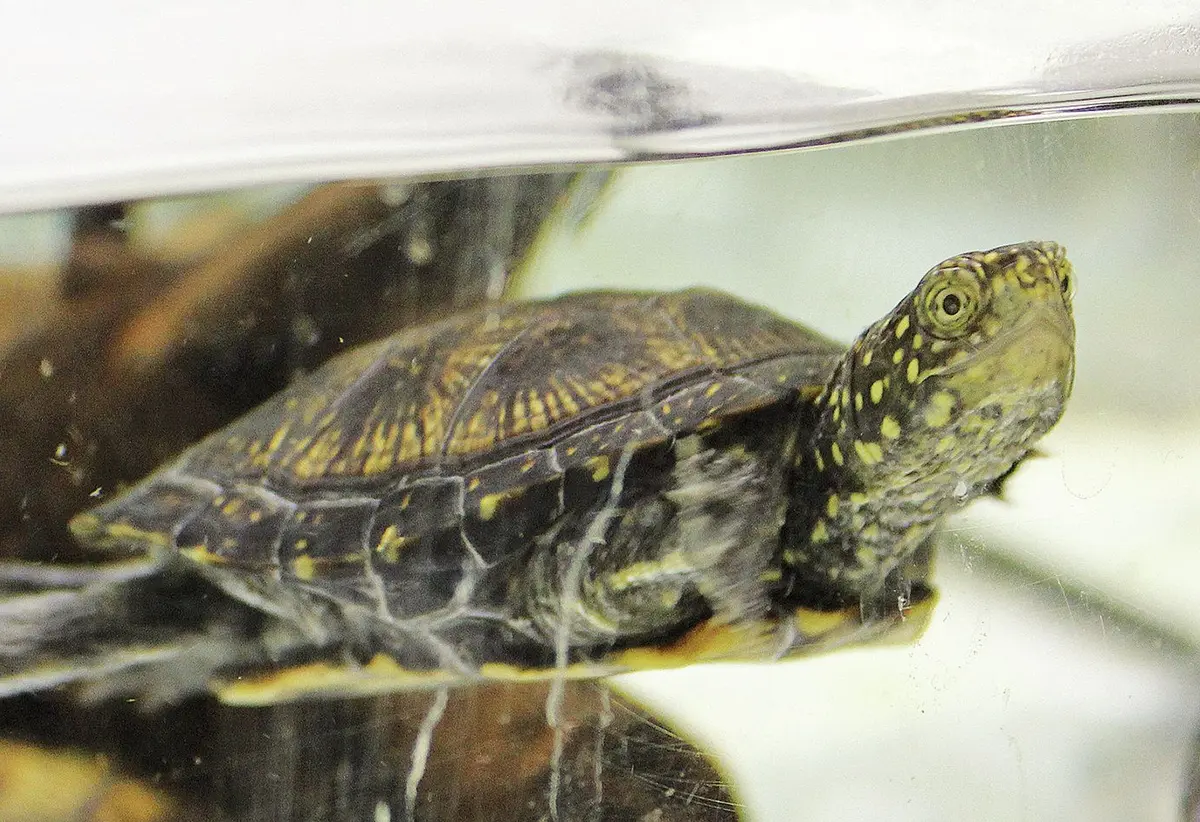 Connaître les animaux du zoo : la tortue cistude, l'Alsacienne de l'étape !