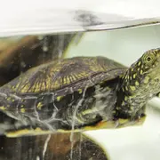 Connaître les animaux du zoo : la tortue cistude, l'Alsacienne de l'étape !