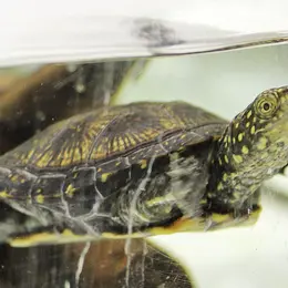 Connaître les animaux du zoo : la tortue cistude, l'Alsacienne de l'étape !