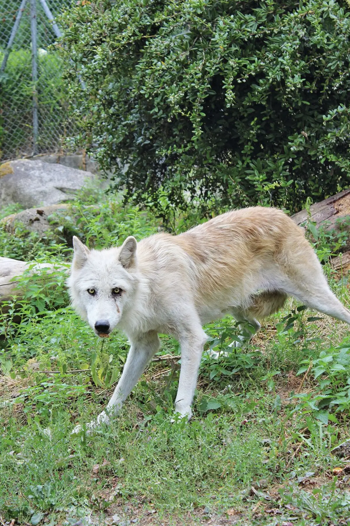 Angoon, 7 ans, et cheffe de meute !