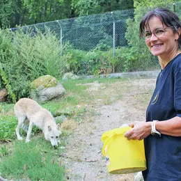 Connaître les animaux du zoo : le chef de la meute des loups est... une cheffe !