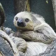 Connaître les animaux du zoo : le paresseux, un un art de vivre !