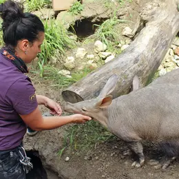 Connaître les animaux du zoo : trop mignons, les oryctéropes !