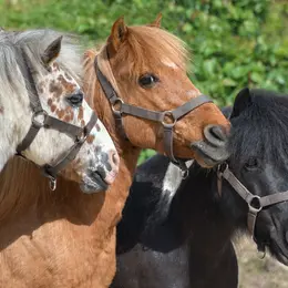 Conte et activités avec des poneys